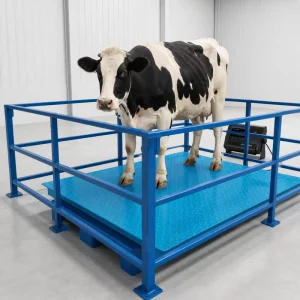 Industrial 2 Ton Digital Floor Scale with Q235 Steel Platform OEM Customization 12 Month Warranty 500g Accuracy