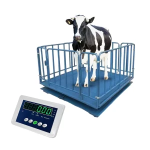 Livestock Weighing Scale with Fence for Farms and Suitable for Weighing Cattle Sheep and Pigs Factory Price